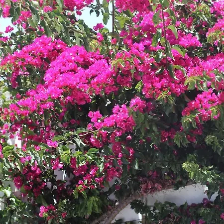 Ionian Manor Estate 2 ヴィラ